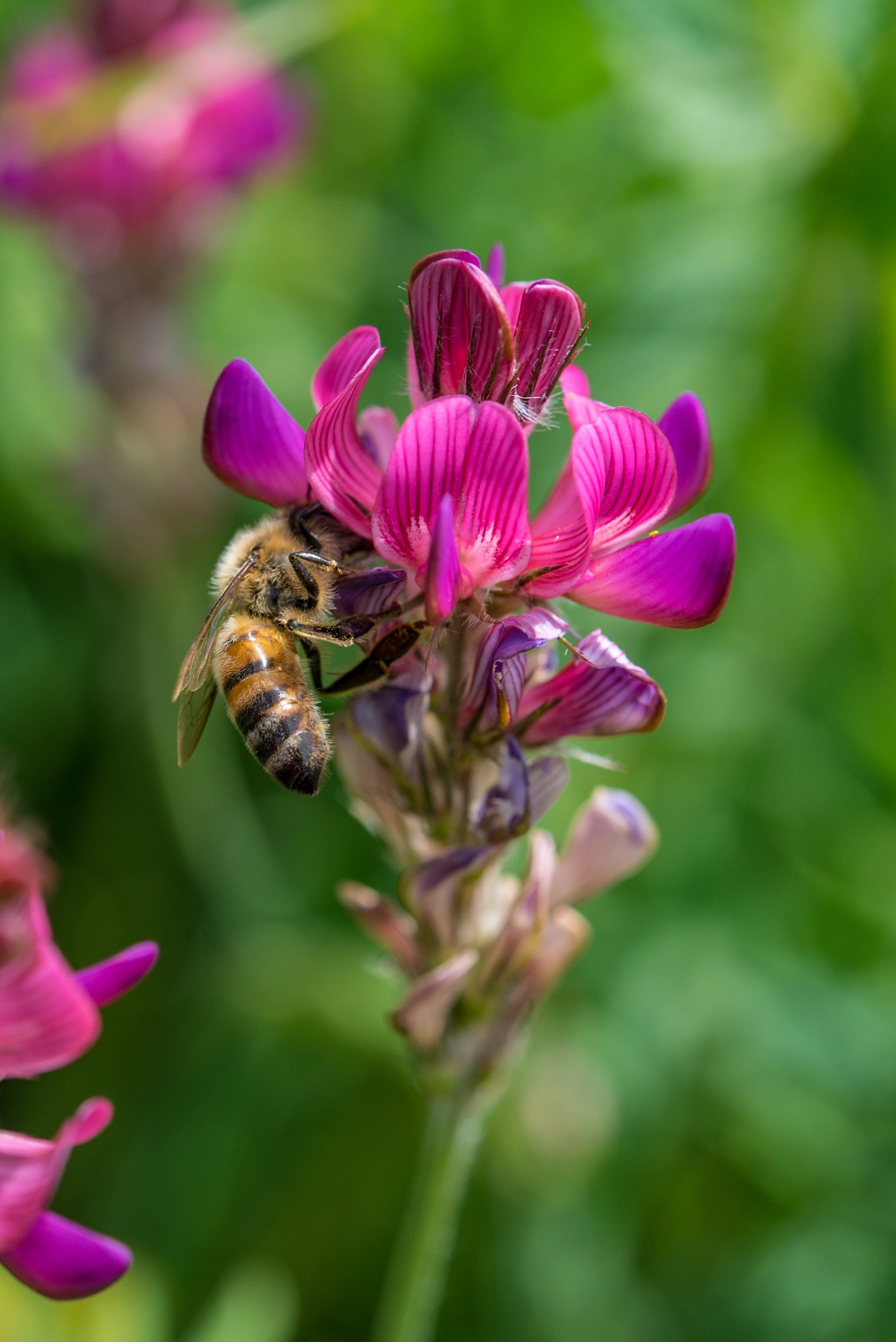 Abeja sobre una flor