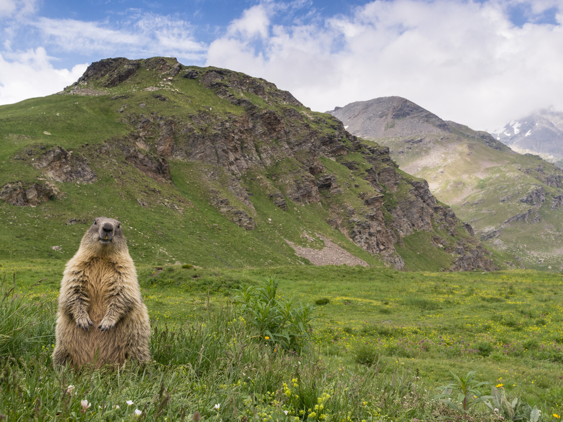 Marmotta