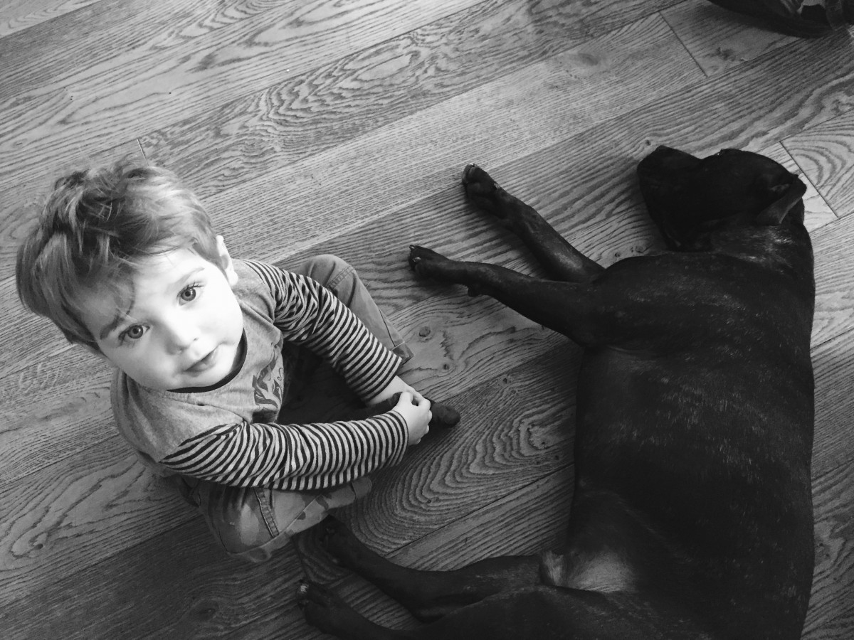 Incontriamo il cane