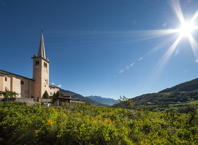 Viñedos de Introd