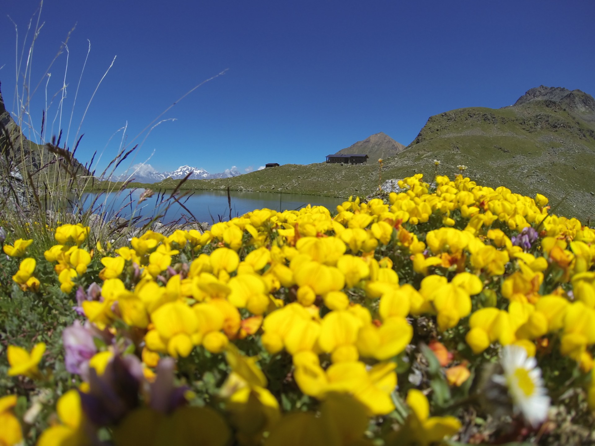 Rifugio giallo