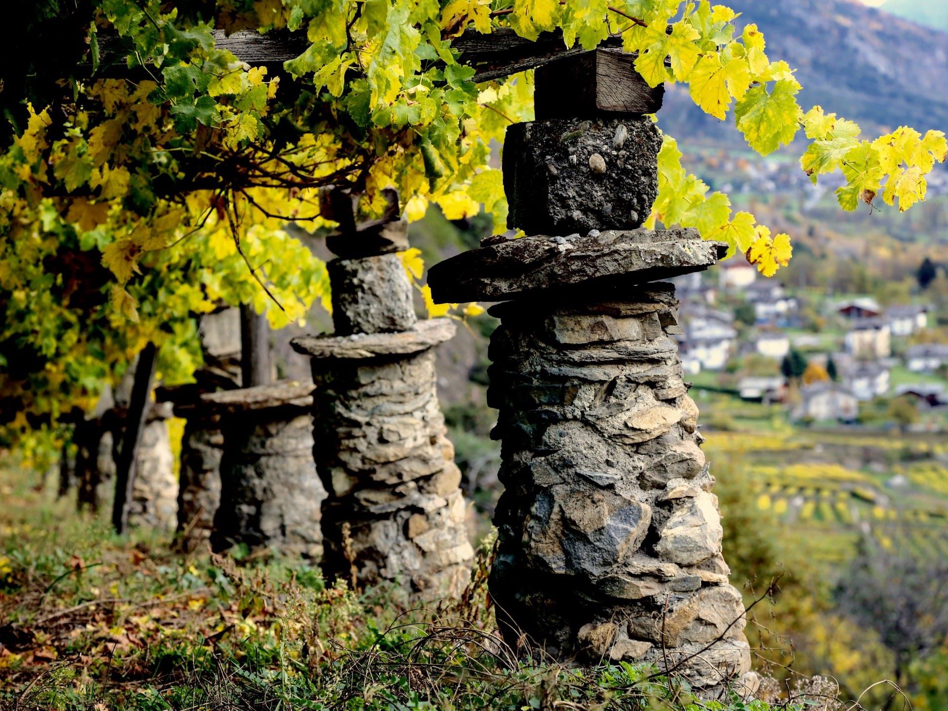 Vigneti